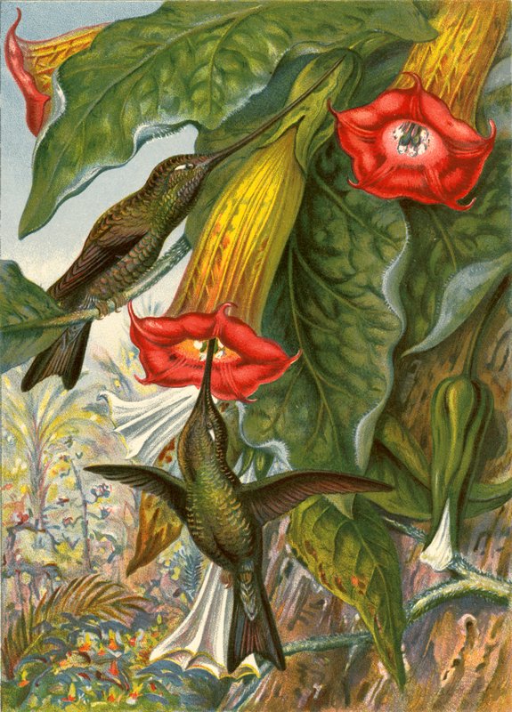 Kolibris von English School