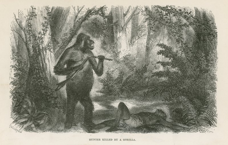 Jäger von Gorilla getötet von English School