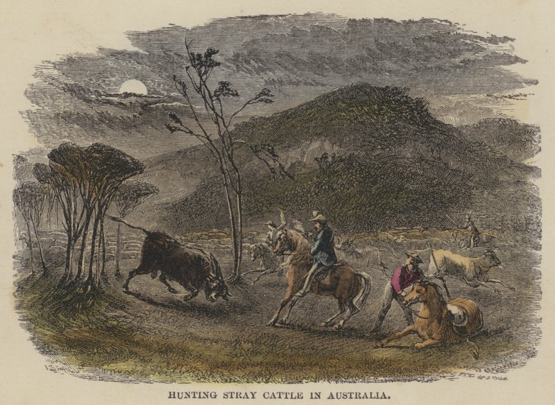 Jagd auf streunendes Vieh in Australien von English School