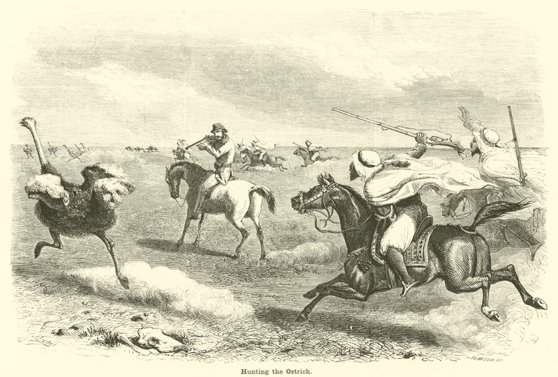 Die Straußenjagd von English School