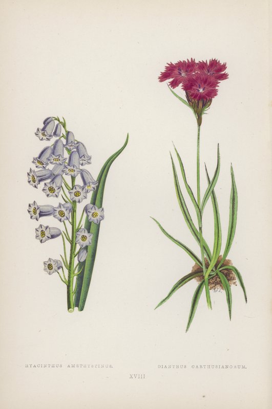 Hyacinthus Amethystinus; Dianthus Carthusianorum von English School