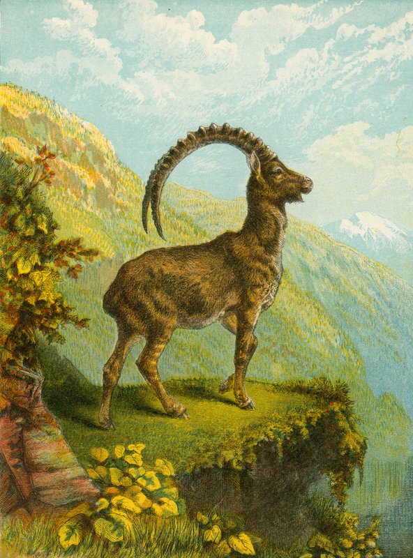 Steinbock von English School