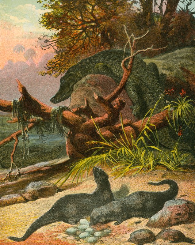 Ichneumon und Krokodil von English School