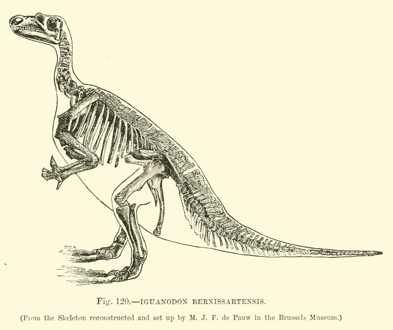 Iguanodon Bernissartensis von English School