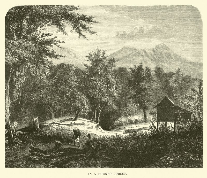 In einem Borneo-Wald von English School