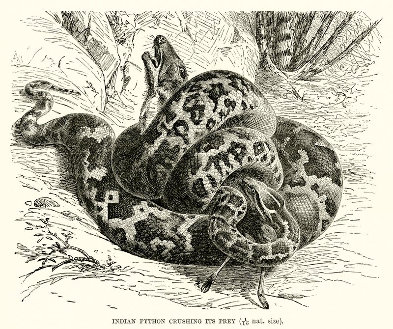 Indischer Python, der seine Beute erdrückt von English School