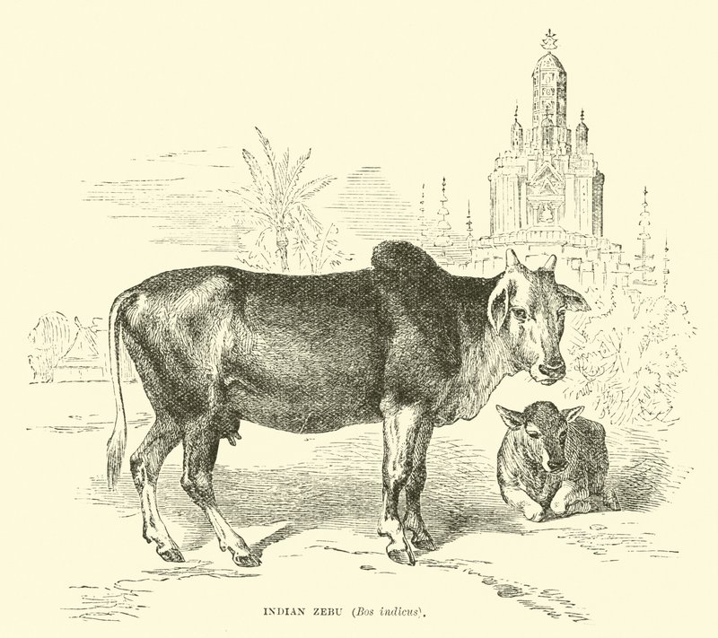Indischer Zebu, Bos indicus von English School
