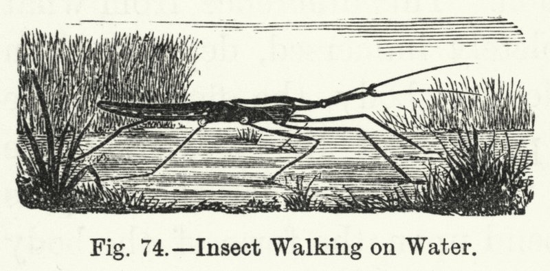 Insekt, das auf Wasser läuft (Gravur) von English School