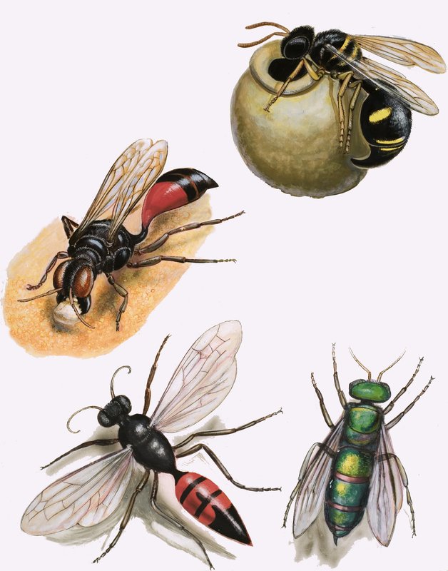 Insekten von English School