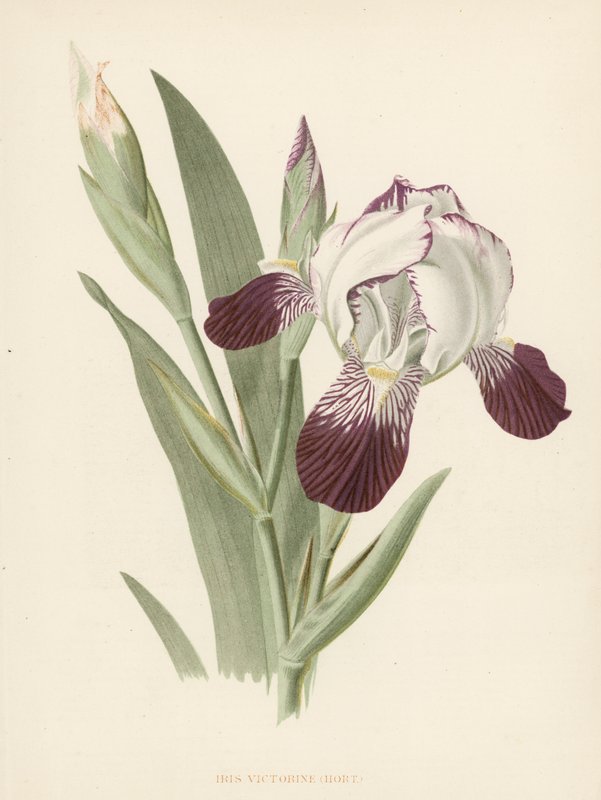 Iris Victorine von English School
