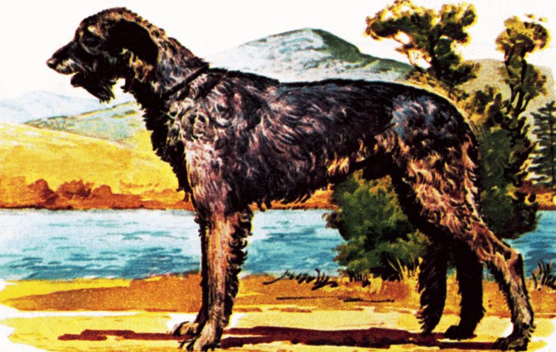 Irischer Wolfshund von English School