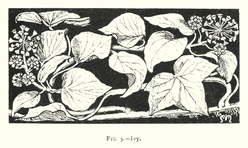 Efeu (Gravur) von English School