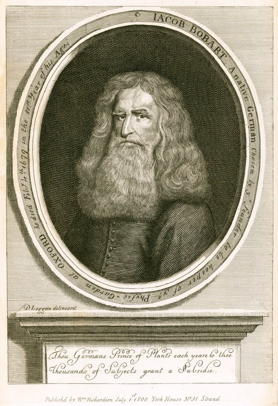 Jacob Bobart von English School
