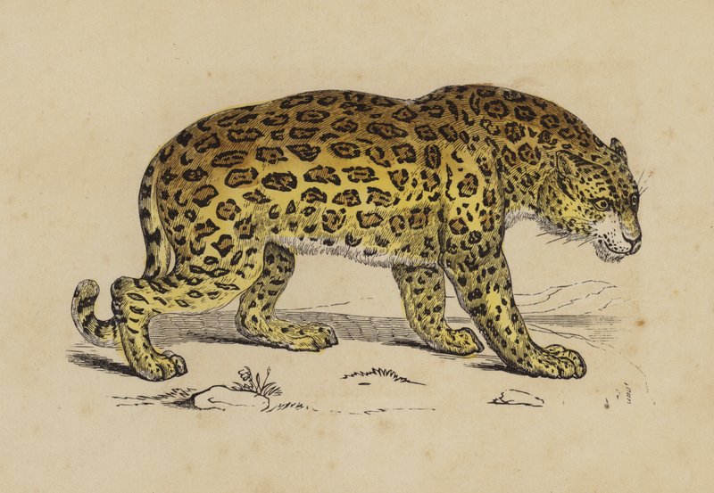 Jaguar von English School
