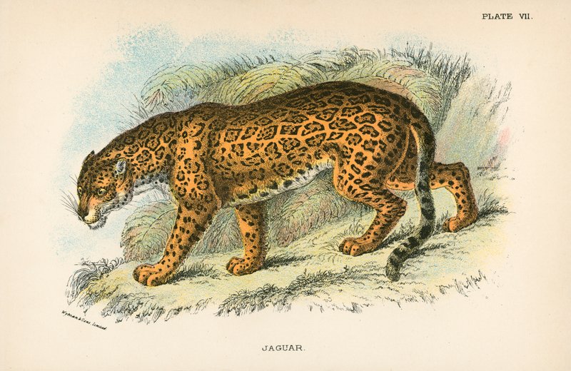 Jaguar von English School