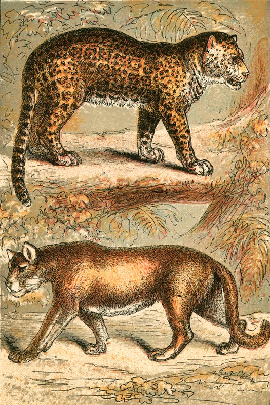 Jaguar und Puma von English School