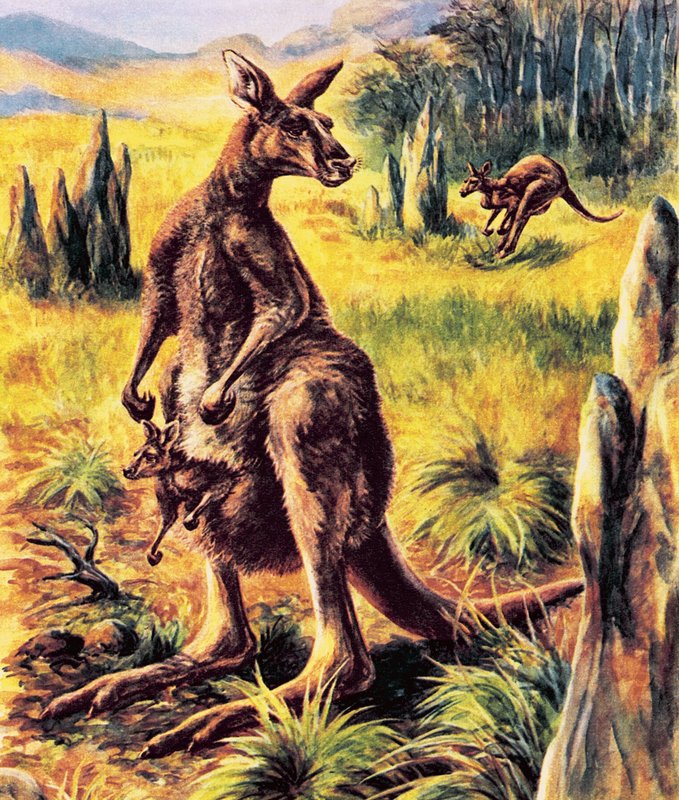 Känguru von English School