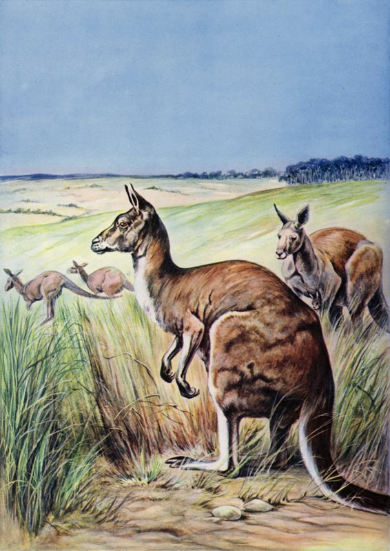 Kängurus, Australien (Farblithographie) von English School