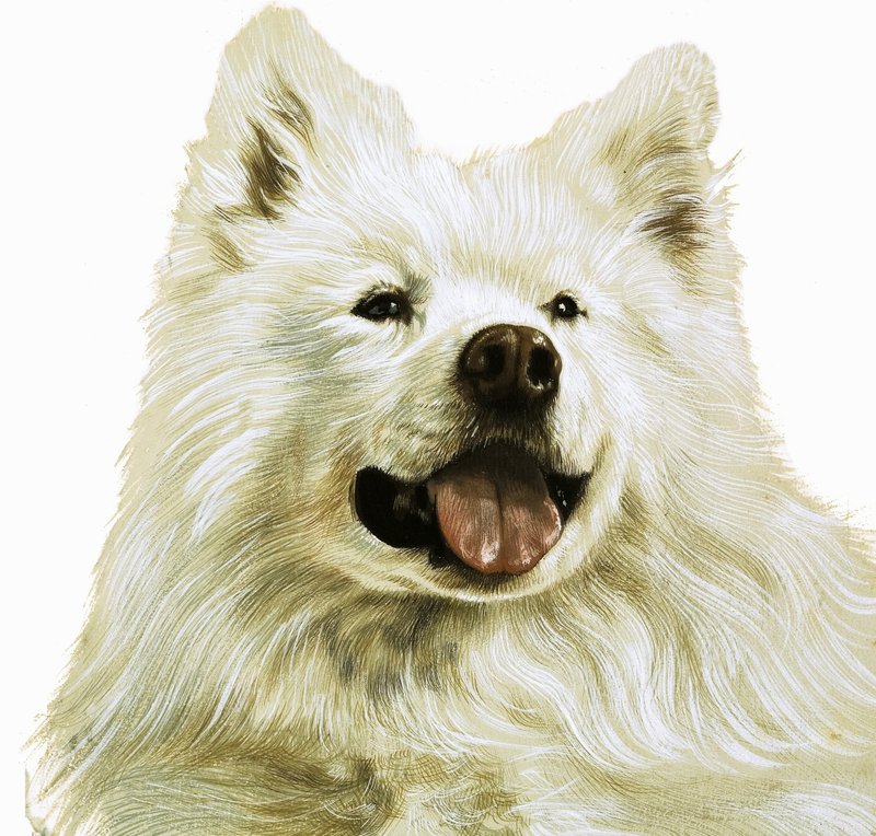 Keeshond von English School