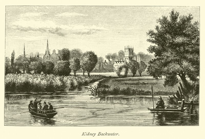 Kidney Backwater von English School