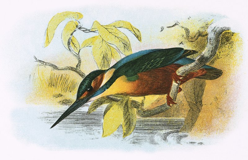 Eisvogel von English School