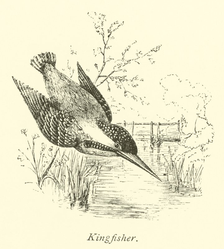 Eisvogel von English School