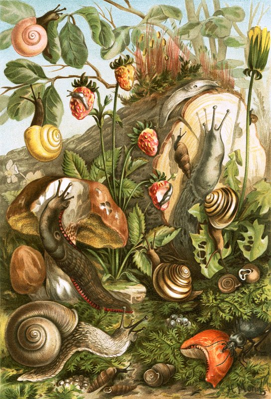 Landmollusken von English School