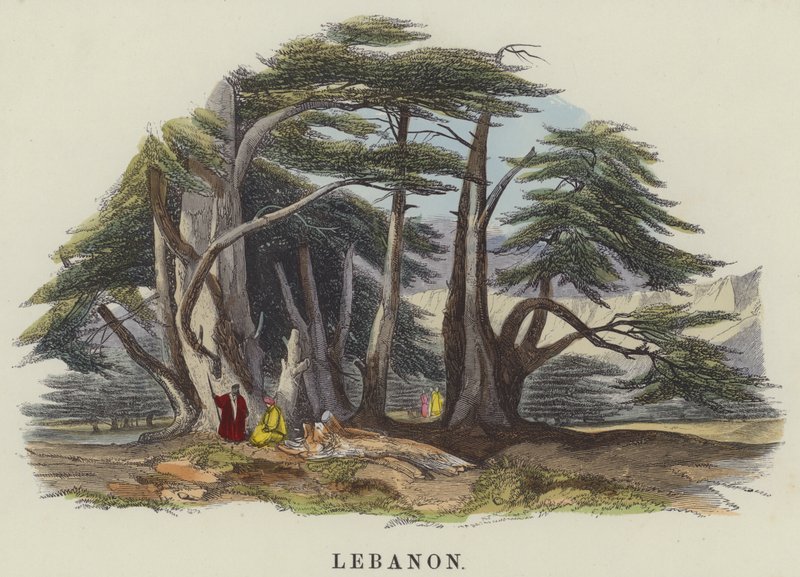 Libanon von English School
