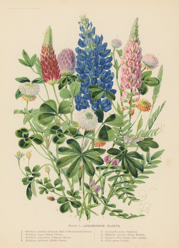 Hülsenfrüchte von English School