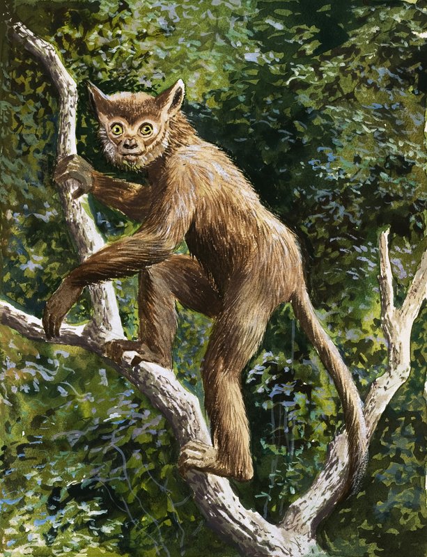 Lemur von English School