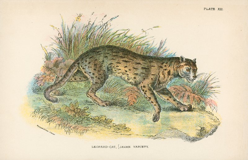Leopardkatze, [Javanische Variante] von English School