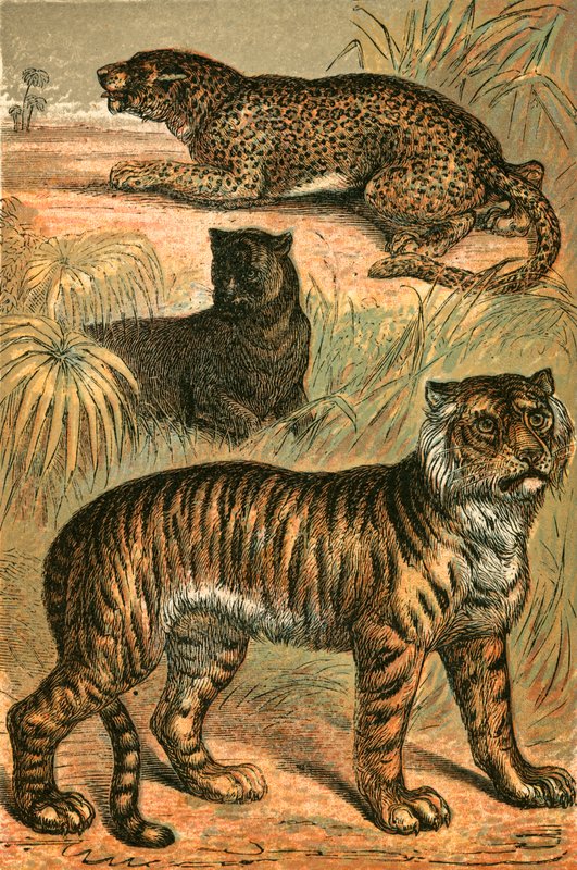 Leopard, Schwarzer Panther und Tiger von English School