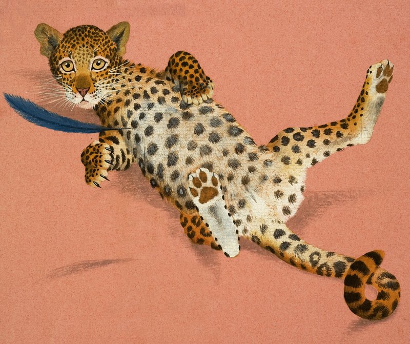 Leopardenjunges von English School