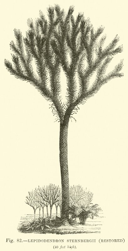 Lepidodendron Sternbergh (restauriert) von English School