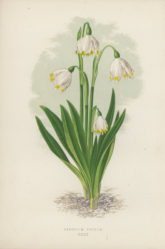 Leucojum Vernum von English School