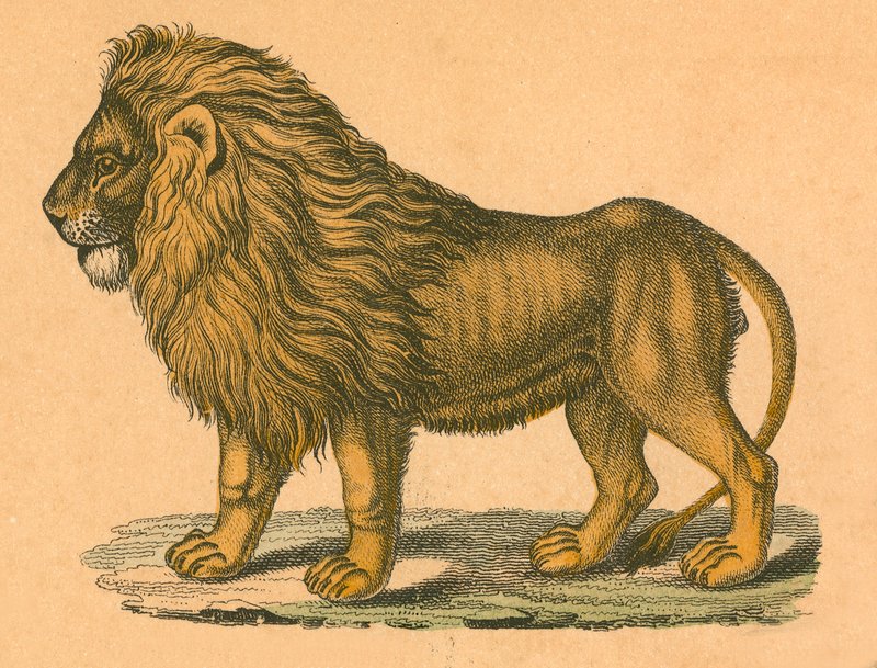 Löwe von English School