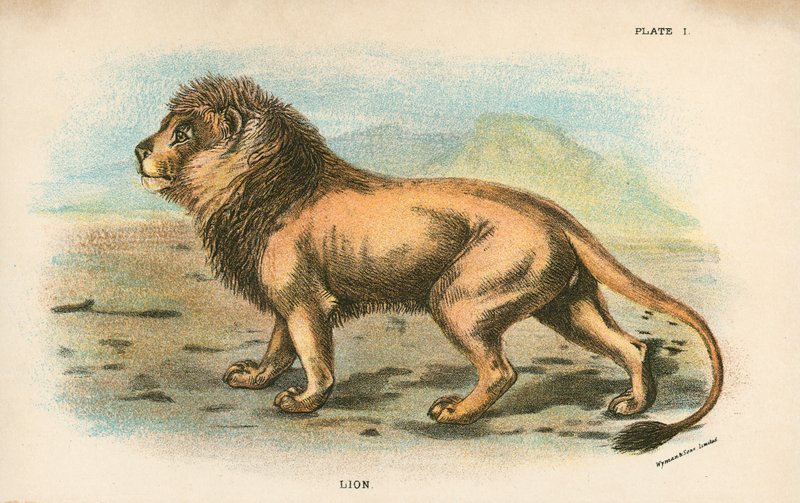 Löwe von English School