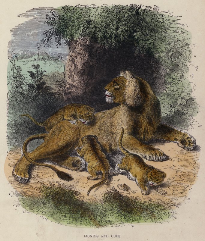 Löwin und Junge von English School