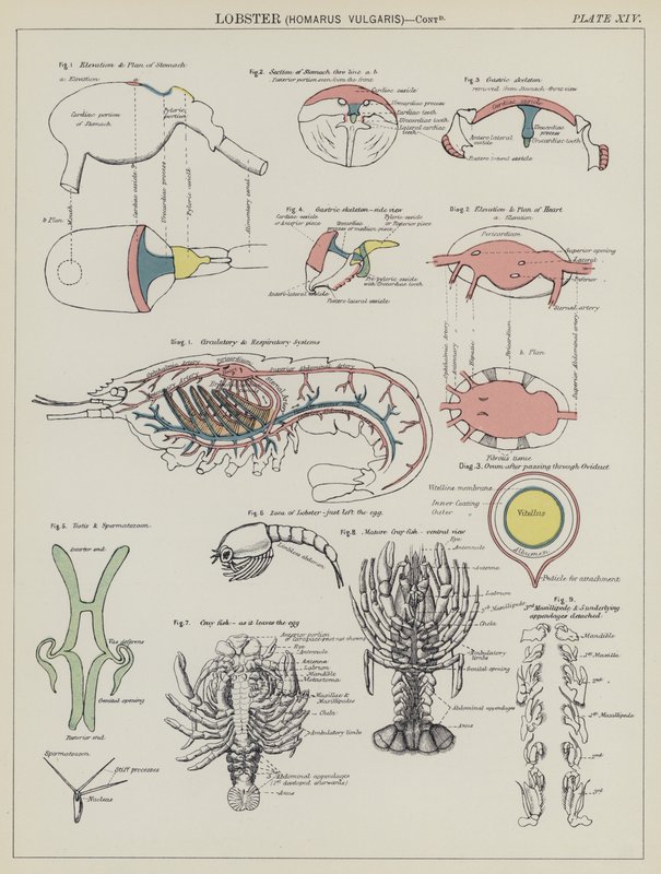 Hummer, Homarus Vulgaris (Farblithografie) von English School