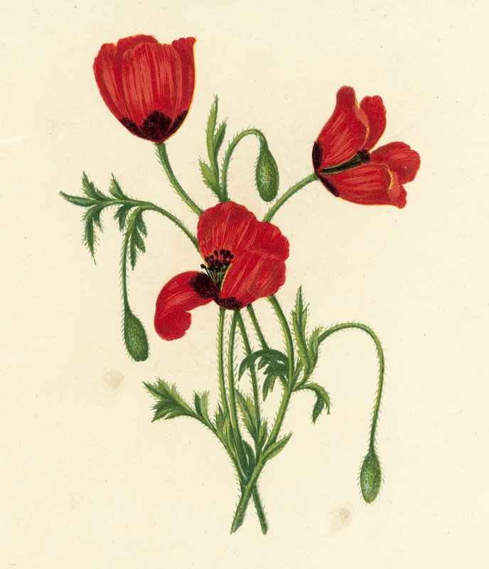 Langstacheliger Mohn, Papaver Argemone von English School