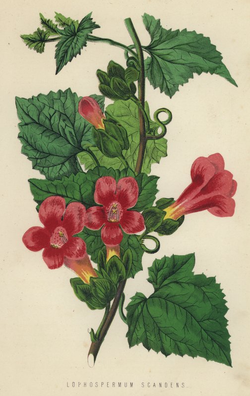 Lophospermum Scandens von English School