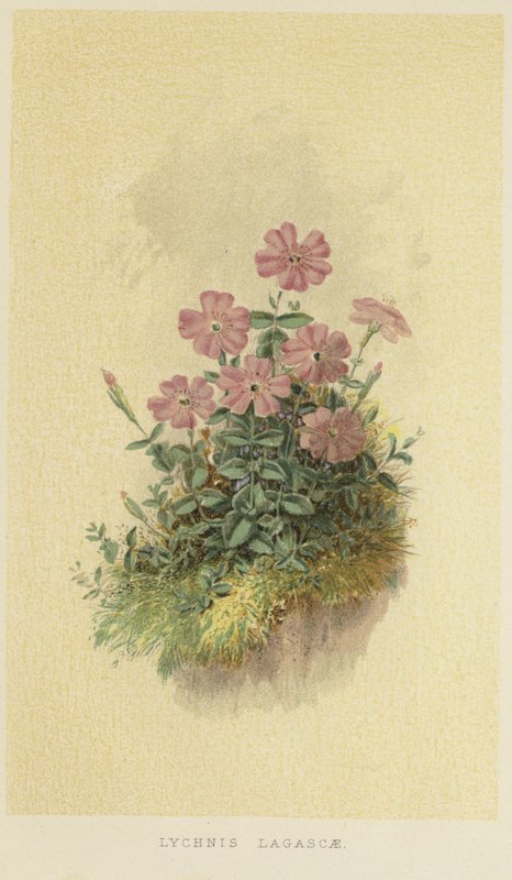 Lychnis lagascae von English School
