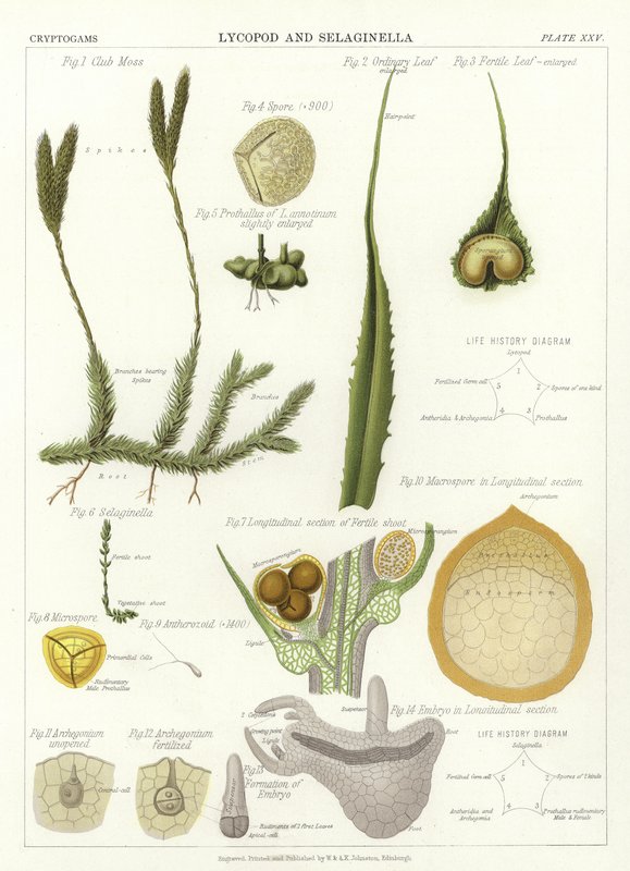 Lycopod und Selaginella von English School