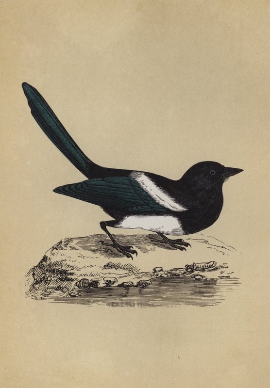 Elster (Farblithografie) von English School
