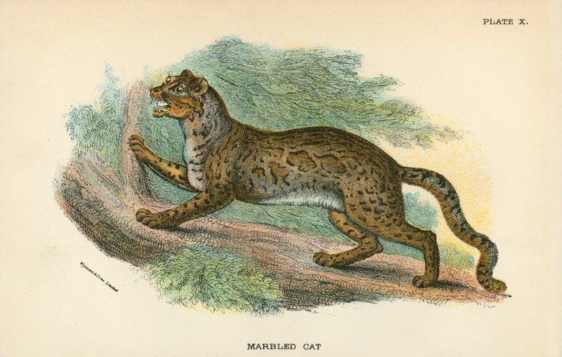 Marmorierte Katze von English School