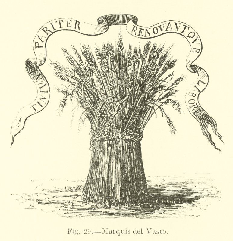 Marquis del Vasto von English School