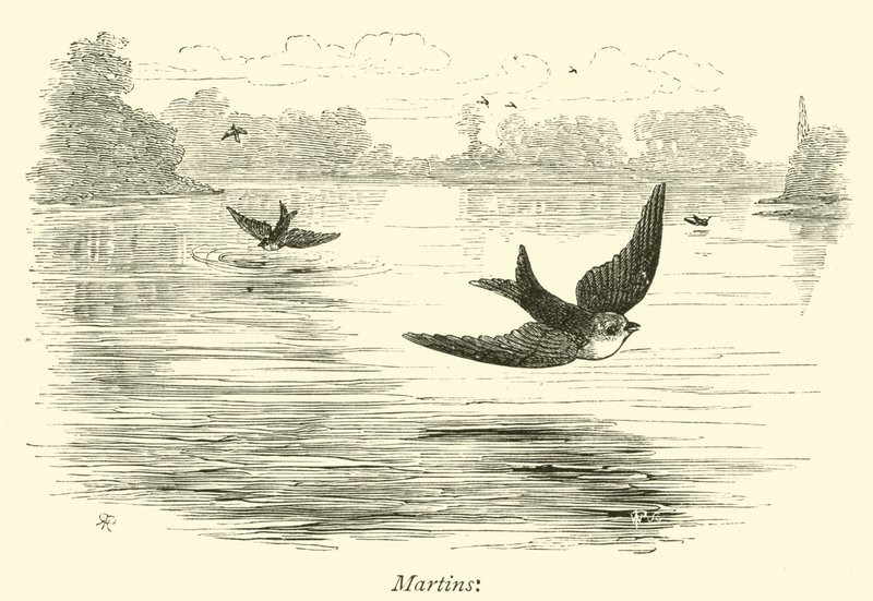 Martins von English School