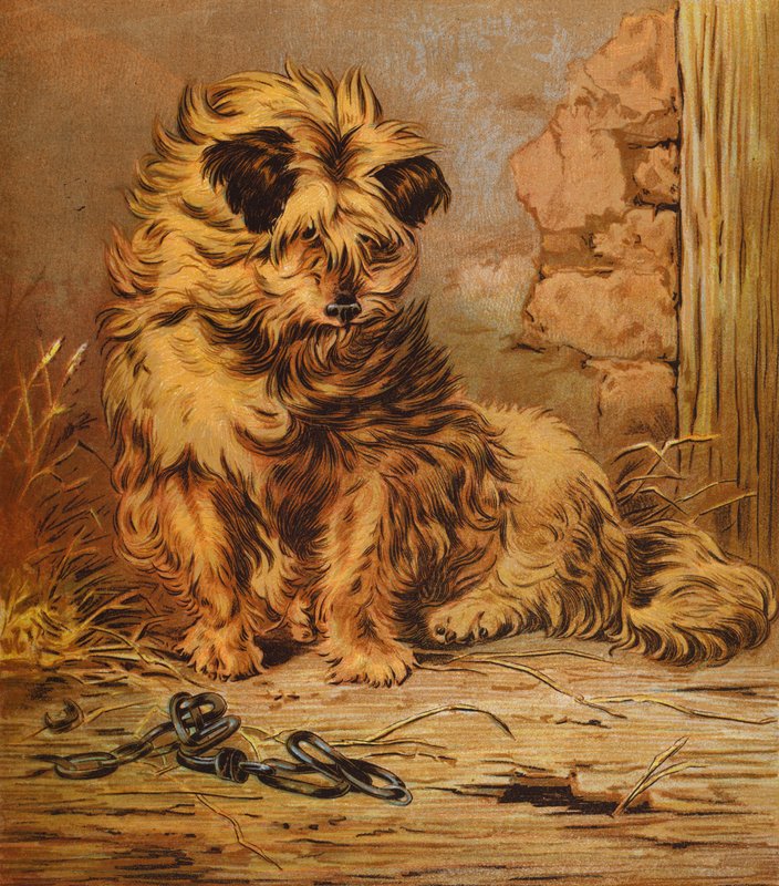 Meister Jacko von English School