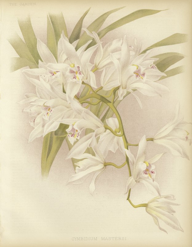 Meister Cymbidium von English School