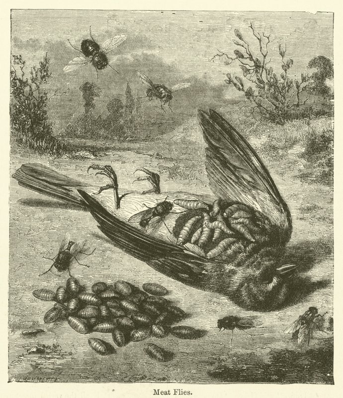 Fleischfliegen von English School